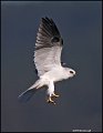 _0SB1042 white-tailed kite